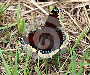 Mourning Cloak Or Nymphalis Antiopa Butterfly