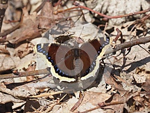 Mourning Cloak Or Nymphalis Antiopa Butterfly