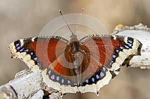 Mourning Cloak Butterfly photo