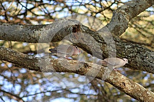 Mourning Collared-dove