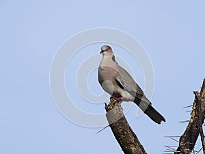 Mourning collared dove, or African mourning dove, Streptopelia decipiens