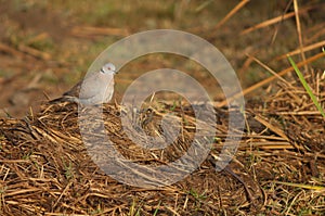 Mourning collared dove in the Oiseaux du Djoudj National Park.