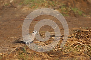Mourning collared dove in the Oiseaux du Djoudj National Park.