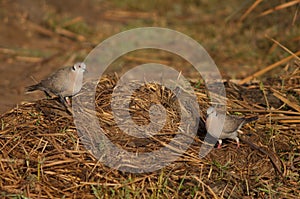 Mourning collared doves in the Oiseaux du Djoudj National Park.