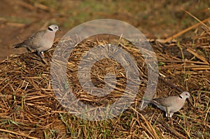 Mourning collared doves in the Oiseaux du Djoudj National Park.