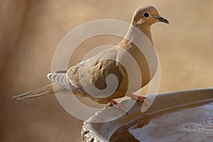 Mourning Dove