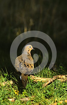 Mourning Dove