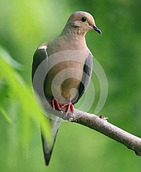 Mourning dove photo