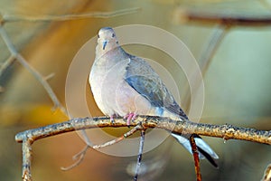 Mourning Dove