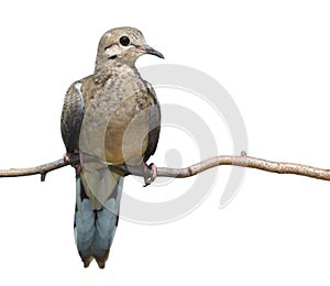 Mourning Dove