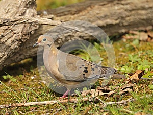 Mourning Dove