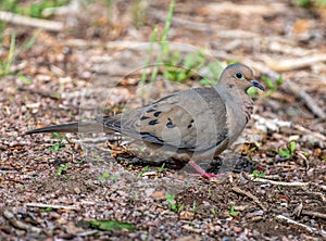 Mourning Dove