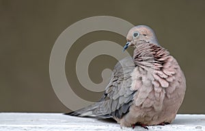 Mourning Dove bird wildlife and nature