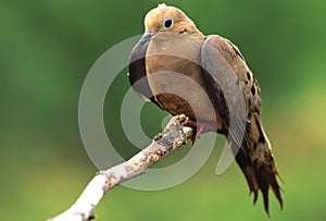 Mourning Dove on Branch