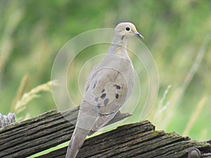 Mourning dove