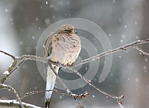 Mourning Dove with Falling Snow