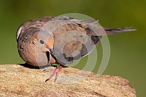 Mourning Dove Fight Stance