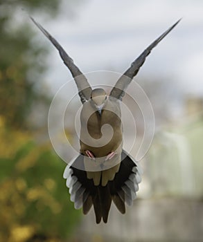 Mourning Dove on Final Approach