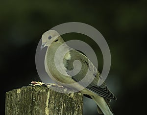 Mourning Dove Finds the Seed