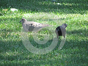 Mourning Dove and Grackle