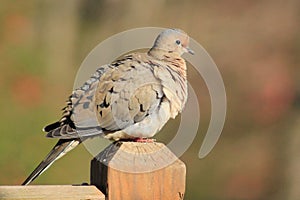 Mourning Dove