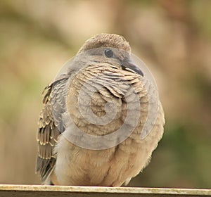 Mourning Dove