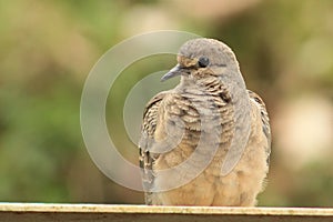 Mourning Dove