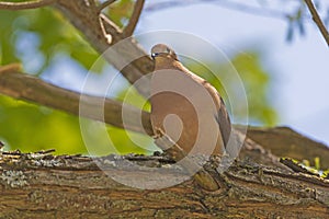 Mourning Dove Keeping a Eye on the World
