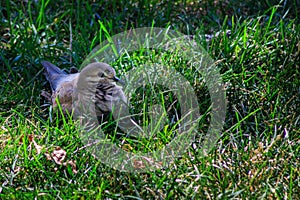 Mourning dove on lawn with feathers ruffled