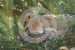 Mourning Dove laying with her babies