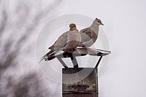 Mourning Dove mates perched in morning light