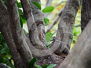 Mourning Dove Mother And Her Babies