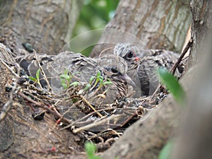 Mourning Dove Mother And Her Babies