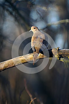 Mourning Dove in Mysterious Lighting