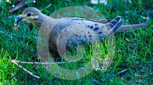 Mourning dove neslted on the grass