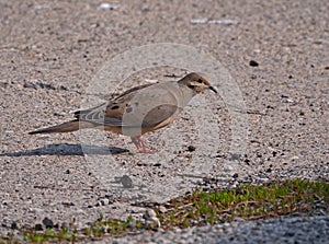 Mourning Dove,Oakville Harbour,Canada