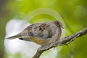 Mourning Dove