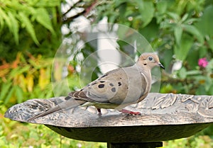 Mourning Dove Perched on Decorative Bird Bath