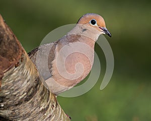 Mourning dove perched on a fallen tree