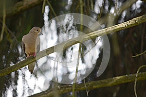 Mourning dove