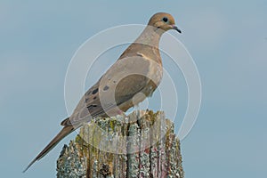 Mourning Dove - Zenaida macroura