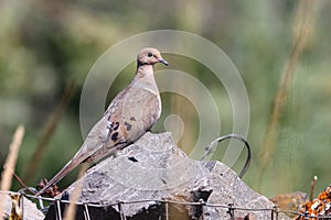 Mourning dove perched on a rock fence in the Malheur National Wildlife Refuge photo