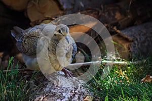 Mourning dove perched on a tree root