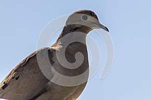 Mourning dove perched on white tube - close-up portrait - blue sky