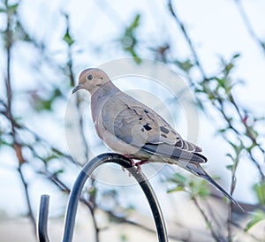 Mourning Dove Percherd on a Feeder Support
