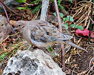 Mourning Dove Photo and Image. Dove close-up side view standing on a rock with foliage background in its environment and habitat