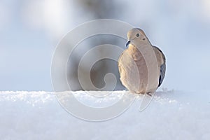 mourning dove on a pile of snow