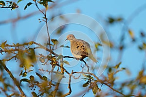 Mourning Dove resting in forest