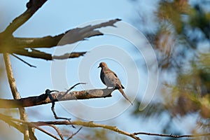 Mourning Dove resting in forest