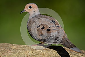Mourning Dove on a Rock